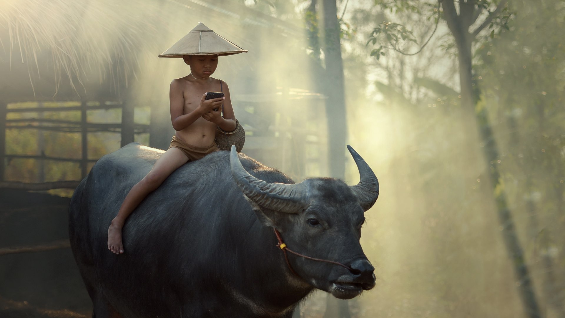 Photo of a child riding a bovine animal while using a smartphone.